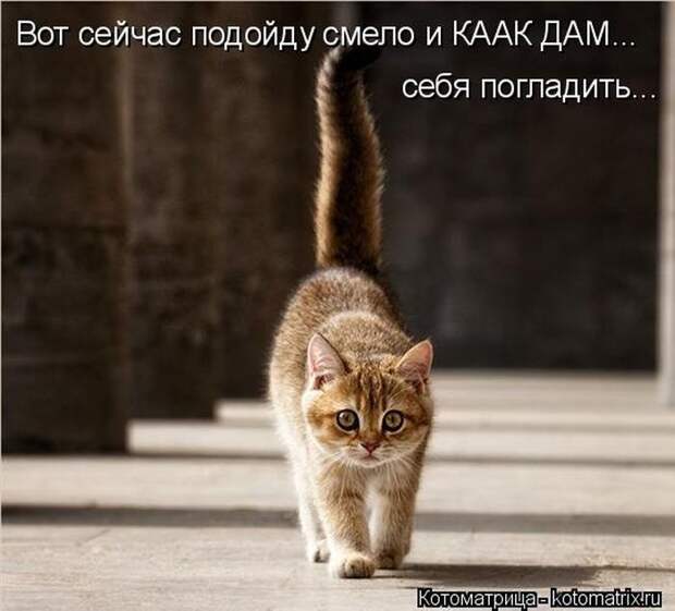 Лучшие котоматрицы недели (50 фото)