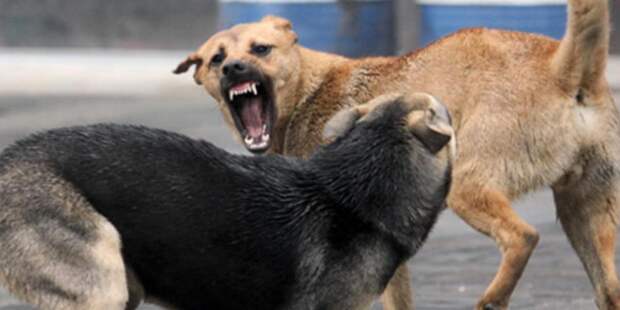Дикие собаки «отправили» брянского чиновника за решетку