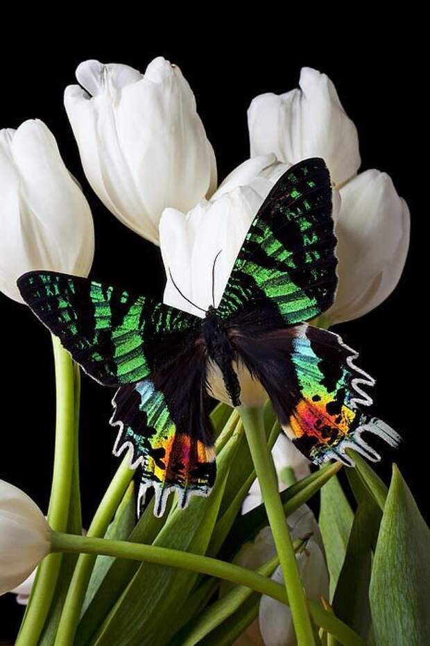 А бабочка крылышками - бяк-бяк-бяк-бяк бабочки, интересное, красота, насекомые