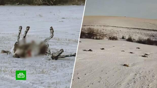 На Алтае завели уголовное дело из-за массового убийства лошадей