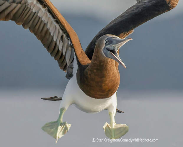 comedy-wildlife-photography-awards-2016-27-57f103cfc9583__880