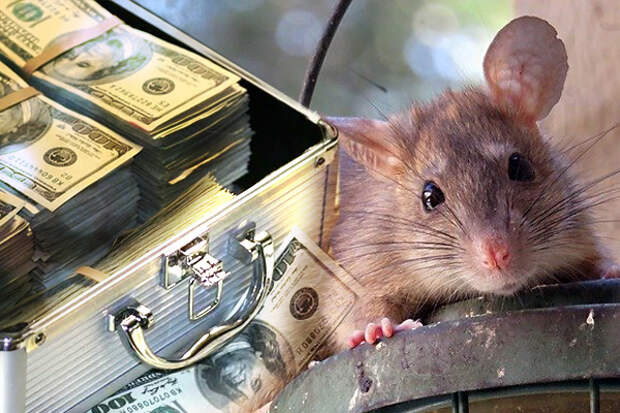 Каких примет нужно придерживаться, чтобы в год Крысы в доме водились деньги