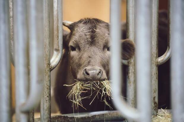В Астраханской области полностью снят карантин по особо опасной болезни скота