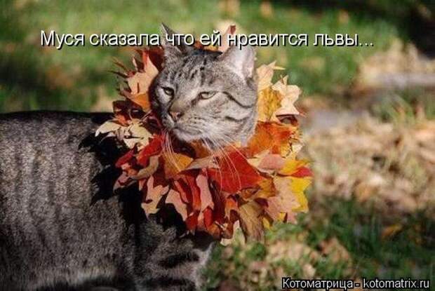 Лучшие котоматрицы недели (50 фото)