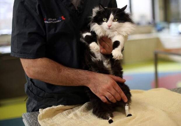 Ветеринар поставил кота-инвалида на бионические лапы животные, коты, новые лапы, протез