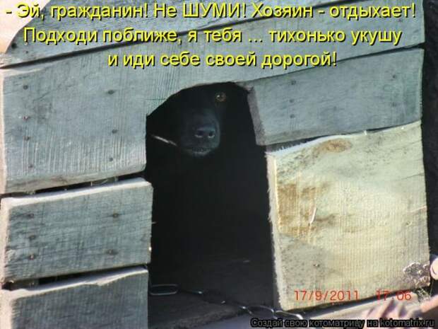 Лучшие котоматрицы недели (50 фото)