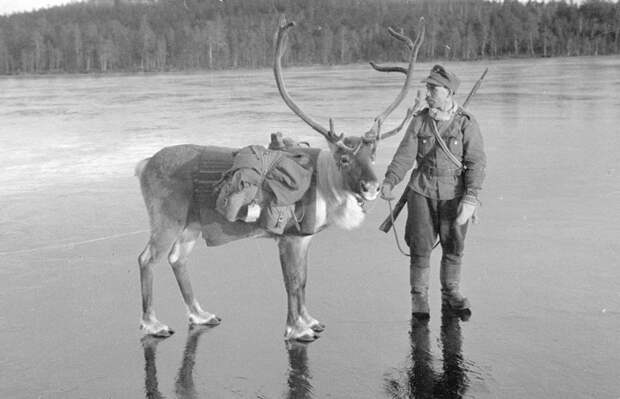 Солдат с северным оленем на скользком льду недалеко от маленькой деревушки Наутси в северной Лапландии, 26 октября 1941 год, Финляндия история, фото