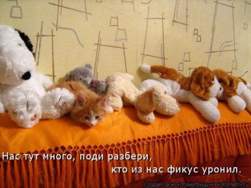 Новая котоматрица за неделю