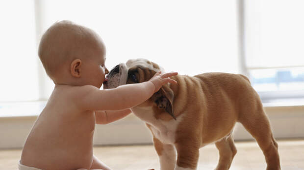 Кинолог Голубев объяснил, как подготовить собаку к появлению ребёнка в семье