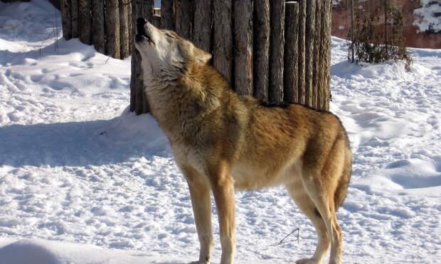 На окраине Архангельска замечена стая волков