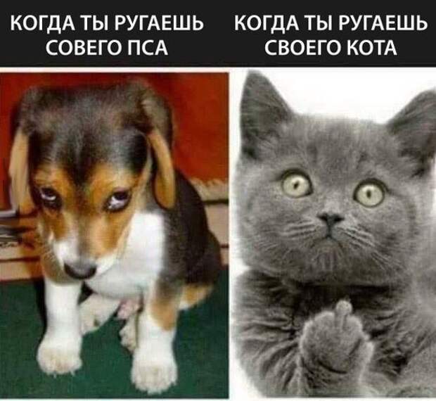 Картинки
