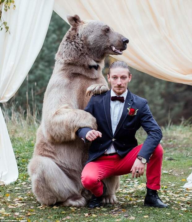 Свадьба по-русски: медведь благословляет жениха и невесту  медведь, свадьба
