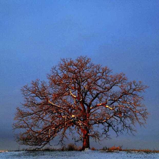oak23