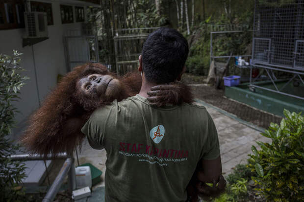 Орангутанг в реабилитационном центре на Суматре. Эти животные находятся здесь на грани исчезновения из-за вырубки лесов. (Фото Ulet Ifansasti): животные, фото