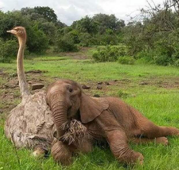 Страус стал настоящей семьей для месячного слоненка