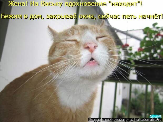 Лучшие котоматрицы недели (50 фото)