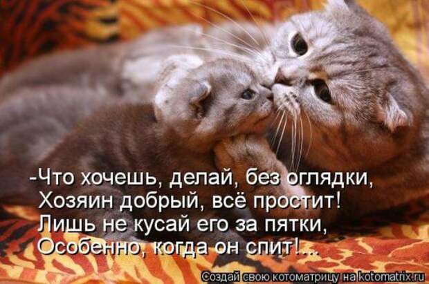 Котоматрицы (картинки с подписями)