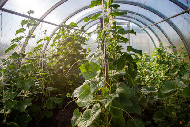 От совхоза до ОПГ: кубанский агрокомбинат «Тепличный», что находится под Краснодаром, заберут у бизнеса и отдадут государству