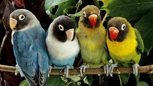 NewPix.ru - Красивые фотографии птиц от профессиональных фотографов
