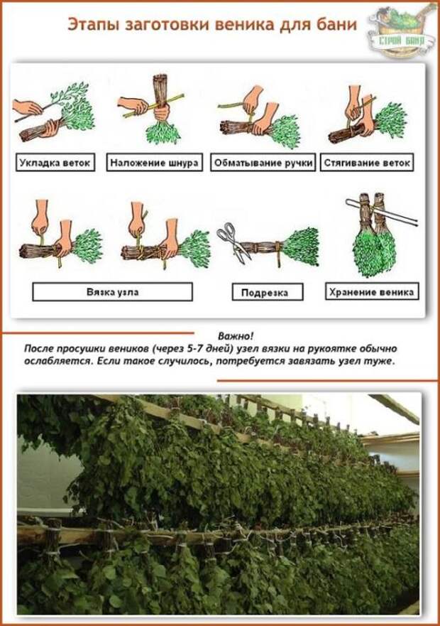 Березовые веники когда заготавливать правильно