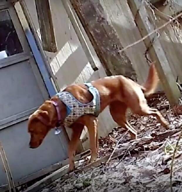 Собака одетая Собака идет