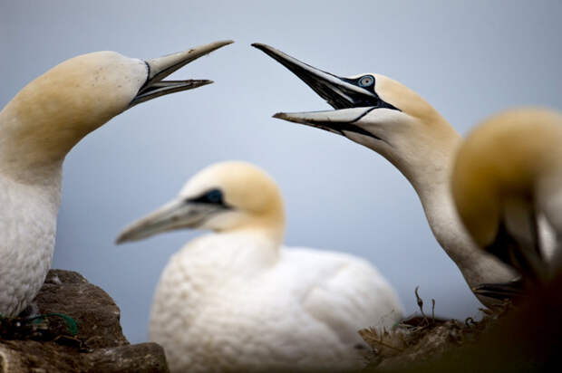 gannets08 Как олуши ловят рыбу у берегов Шетландских островов