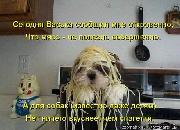 Лучшие котоматрицы недели (50 фото)