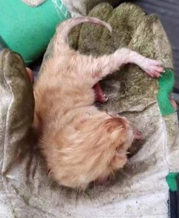 Крошечный котенок Котенок в руке