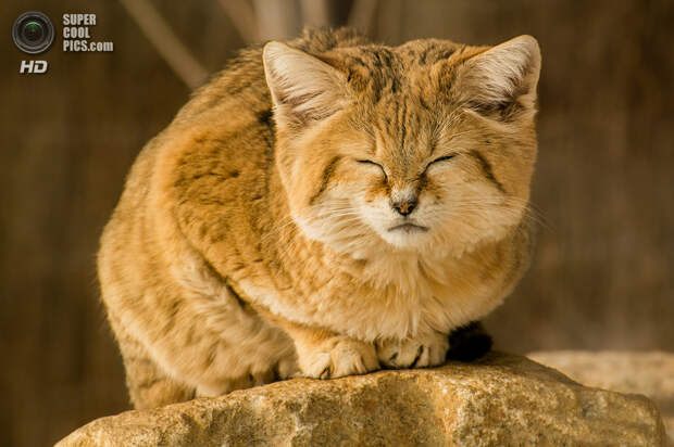 Барханный кот. (Adrian Blaszczyk)