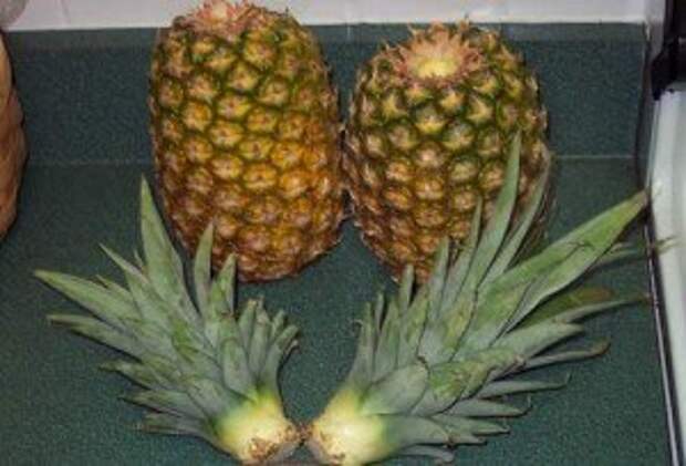 Как вырастить ананас из купленного в магазине плода за 4 шага!