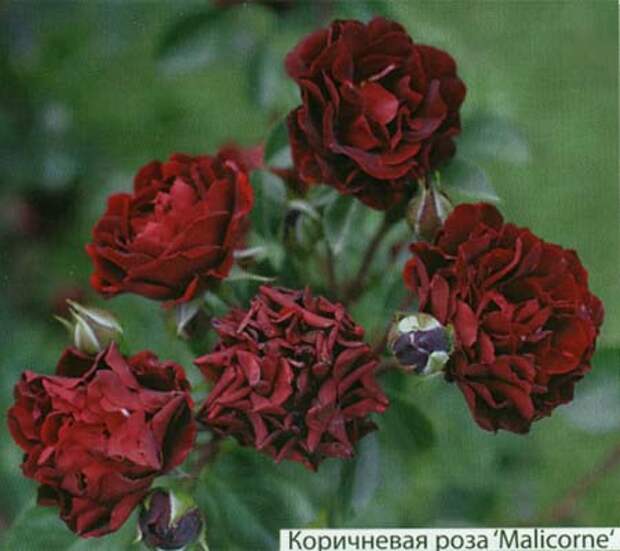 Роза маликорн фото и описание