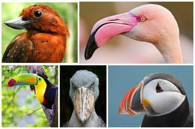 Поразительные птичьи клювы интересное, клювы, птицы, удивительное, фауна