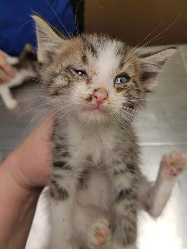 больной котенок