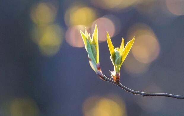 Сегодняшний день в Петербурге стал самым тёплым с начала года