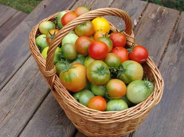 Картинки по запросу Когда снимать помидоры в теплице