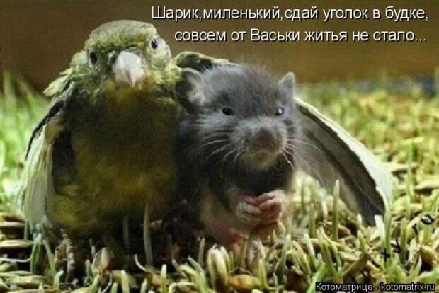Лучшие котоматрицы недели Лучшие котоматрицы недели
