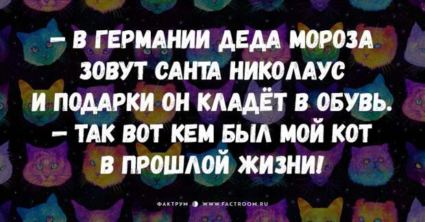 25 самых смешных анекдотов про кошек и котов