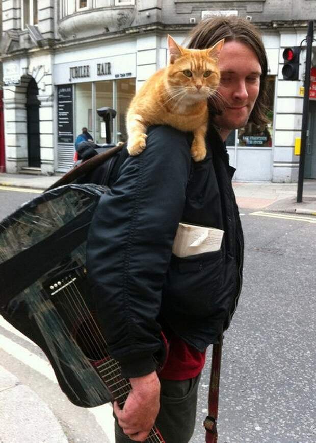 Bobthecat21 Рыжий кот Боб