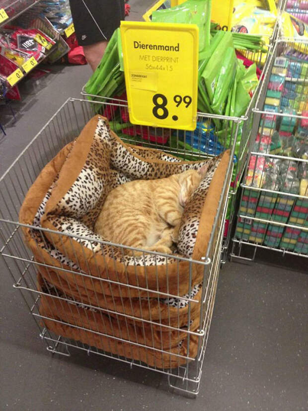 Животные, которым все равно