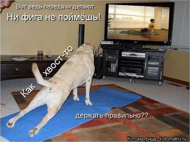 Котоматрицы(картинки с надписями)