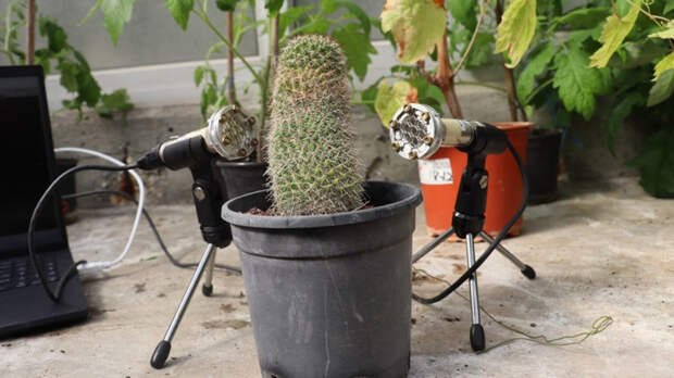 Ученые записывают «голос» любимого кактуса