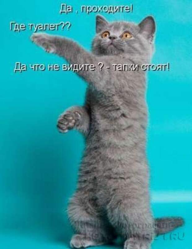 Сборка котоматриц