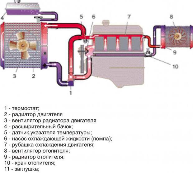 Схема циркуляции ож