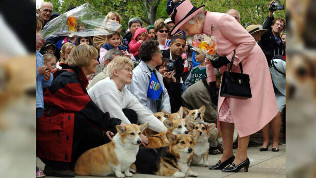 "Слишком стара для новых собак": история отношений Елизаветы II и ее питомцев
