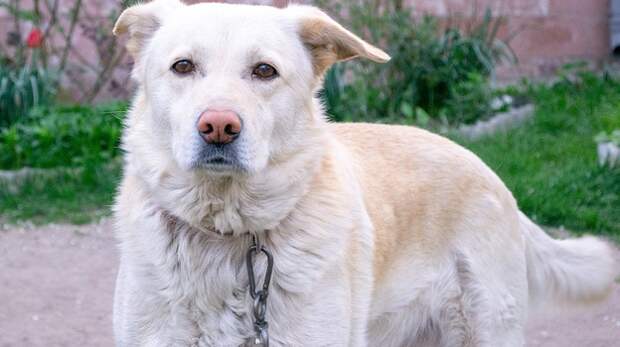 Пункт реабилитации собак откроют в Севастополе