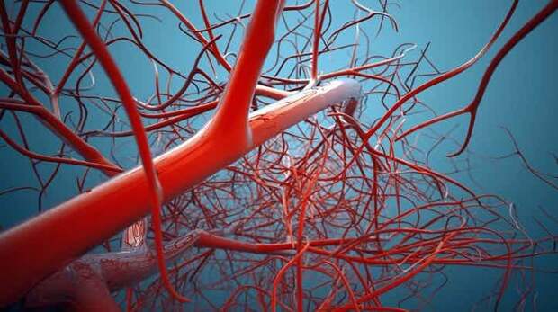 Общая протяженность кровеносных сосудов человека - почти 100 тысяч километров! интересно, познавательно, тело, факты