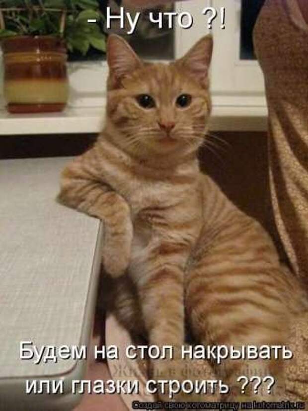 Сборка котоматриц