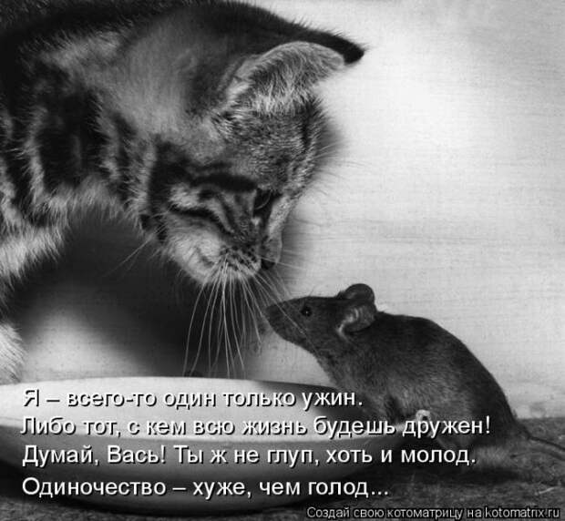 Лучшие котоматрицы недели (50 фото)