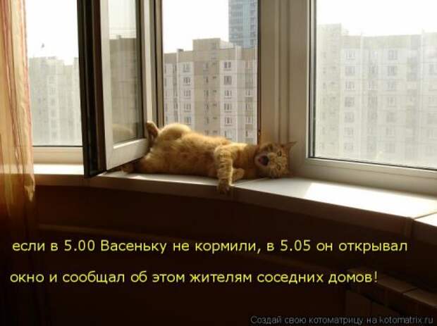 Лучшая котоматрица за неделю (32 фото)