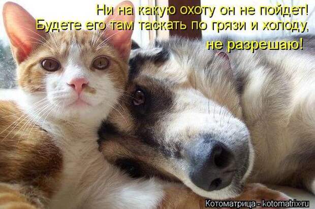 Лучшие котоматрицы недели Лучшие котоматрицы недели